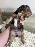 Doc, a male Miniature Aussiedoodle for sale in Alton, MO – 3 of 10
