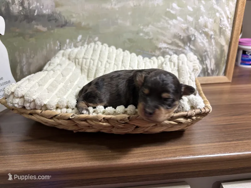 Grumpy  – Miniature Aussiedoodle puppy for sale in Alton, MO
