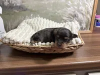 Grumpy , a male Miniature Aussiedoodle for sale in Alton, MO – 1 of 6