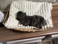 Dopey, a male Miniature Aussiedoodle for sale in Alton, MO – 9 of 9