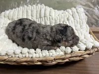 Bashful, a female Miniature Aussiedoodle for sale in Alton, MO – 10 of 10