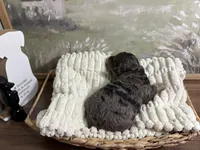 Doc, a male Miniature Aussiedoodle for sale in Alton, MO – 2 of 10