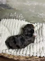 Happy, a female Miniature Aussiedoodle for sale in Alton, MO – 8 of 10