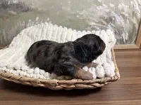 Sleepy, a male Miniature Aussiedoodle for sale in Alton, MO – 7 of 10