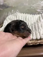 Sleepy, a male Miniature Aussiedoodle for sale in Alton, MO – 4 of 10