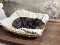 Doc, a male Miniature Aussiedoodle for sale in Alton, MO – 8 of 10