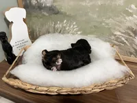 Sneezy, a male Miniature Aussiedoodle for sale in Alton, MO – 8 of 10