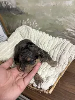 Doc, a male Miniature Aussiedoodle for sale in Alton, MO – 6 of 10