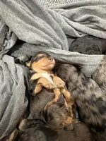 Dopey, a male Miniature Aussiedoodle for sale in Alton, MO – 3 of 9