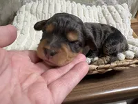 Dopey, a male Miniature Aussiedoodle for sale in Alton, MO – 4 of 9