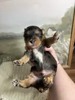 Dopey, a male Miniature Aussiedoodle for sale in Alton, MO – 5 of 9