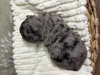 Bashful, a female Miniature Aussiedoodle for sale in Alton, MO – 8 of 10