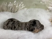 Bashful, a female Miniature Aussiedoodle for sale in Alton, MO – 7 of 10