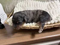 Sleepy, a male Miniature Aussiedoodle for sale in Alton, MO – 9 of 10
