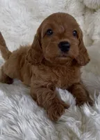 Ruth, a female Goldendoodle for sale in Atmore, AL – 4 of 10