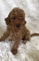 Abby, a female Goldendoodle for sale in Atmore, AL – 4 of 10