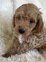 Allen, a male Goldendoodle for sale in Atmore, AL – 3 of 9