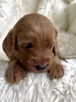 Ruth, a female Miniature Goldendoodle for sale in Atmore, AL – 3 of 9