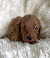 Lydia, a female Miniature Goldendoodle for sale in Atmore, AL – 3 of 10
