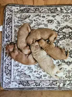 Allen, a male Miniature Goldendoodle for sale in Atmore, AL – 2 of 8