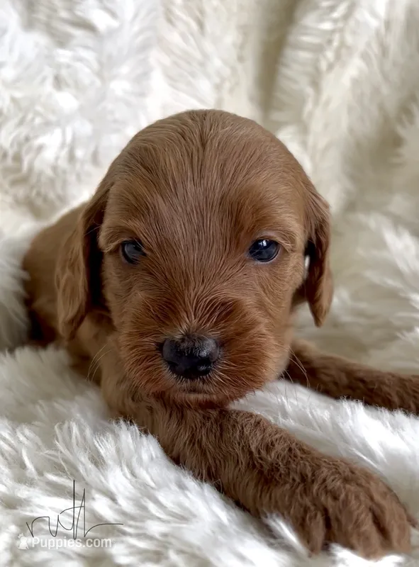 Ruth – Miniature Goldendoodle puppy for sale in Atmore, AL