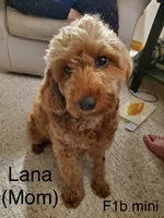 Allen, a male Miniature Goldendoodle for sale in Atmore, AL – 5 of 8