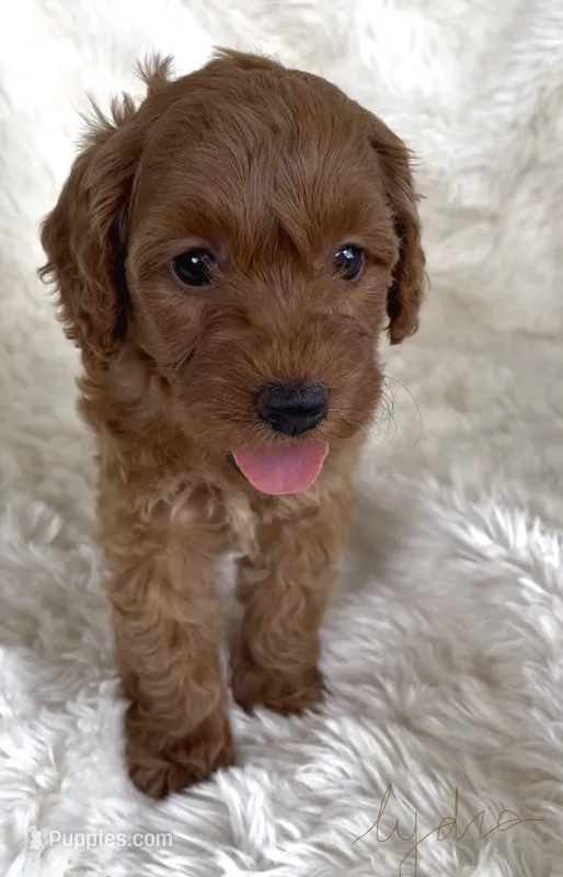 Lydia – Goldendoodle puppy for sale in Atmore, AL