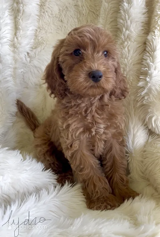 Lydia – Goldendoodle puppy for sale in Atmore, AL
