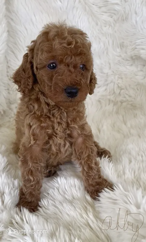 Abby – Goldendoodle puppy for sale in Atmore, AL