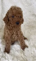 Abby, a female Goldendoodle for sale in Atmore, AL – 1 of 10