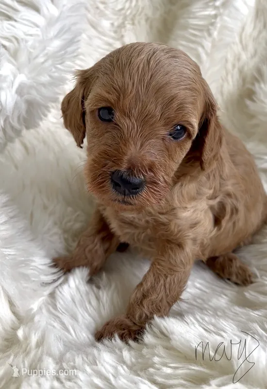 Mary – Miniature Goldendoodle puppy for sale in Atmore, AL