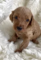 Mary, a female Miniature Goldendoodle for sale in Atmore, AL – 1 of 9