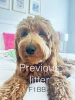 Allen, a male Miniature Goldendoodle for sale in Atmore, AL – 7 of 8