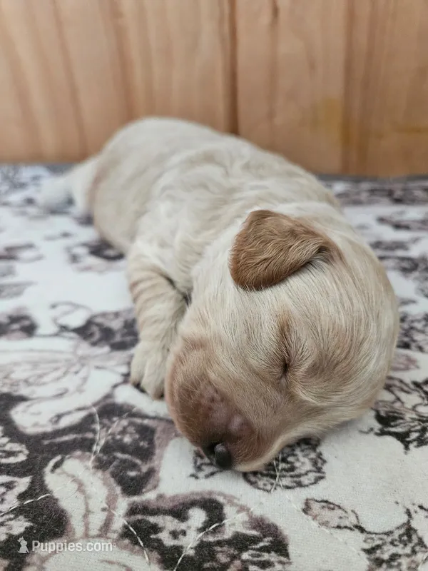 Allen – Miniature Goldendoodle puppy for sale in Atmore, AL