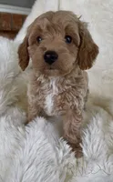 Allen, a male Goldendoodle for sale in Atmore, AL – 1 of 9