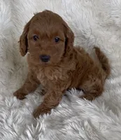 Lydia, a female Goldendoodle for sale in Atmore, AL – 4 of 10