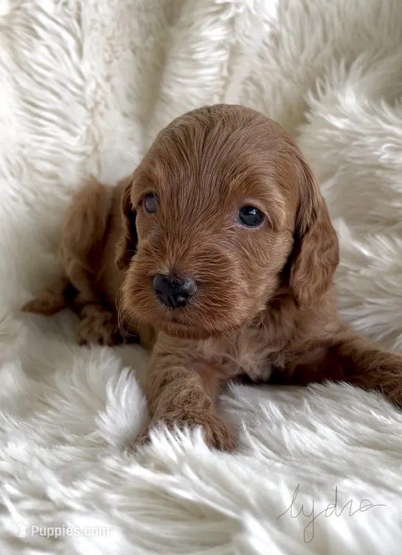 Lydia – Miniature Goldendoodle puppy for sale in Atmore, AL