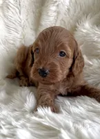 Lydia, a female Miniature Goldendoodle for sale in Atmore, AL – 1 of 10