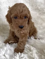 Mary, a female Goldendoodle for sale in Atmore, AL – 3 of 10