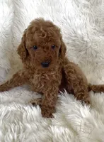 Abby, a female Goldendoodle for sale in Atmore, AL – 3 of 10