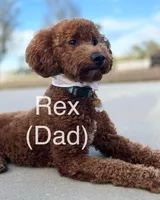 Lydia, a female Miniature Goldendoodle for sale in Atmore, AL – 7 of 10
