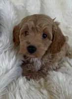Allen, a male Goldendoodle for sale in Atmore, AL – 2 of 9