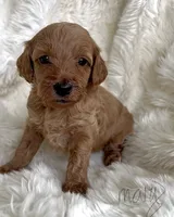 Mary, a female Miniature Goldendoodle for sale in Atmore, AL – 2 of 9