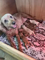 Ruth, a female Miniature Goldendoodle for sale in Atmore, AL – 4 of 9