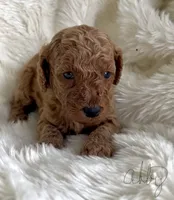 Abby, a female Miniature Goldendoodle for sale in Atmore, AL – 3 of 9