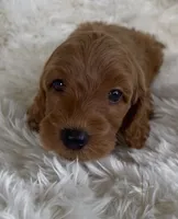 Ruth, a female Goldendoodle for sale in Atmore, AL – 2 of 10