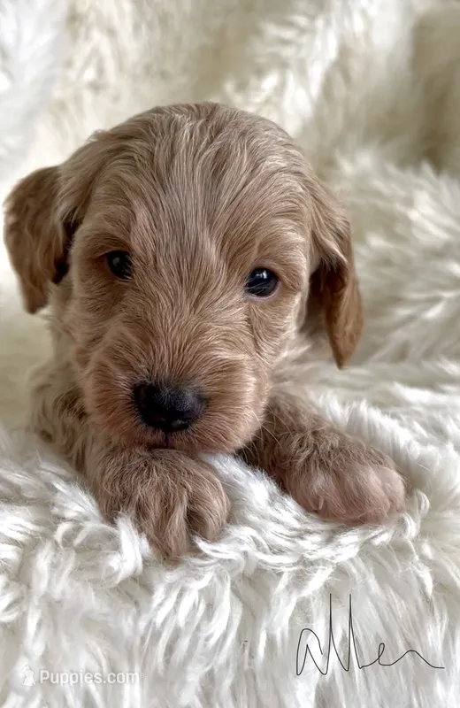 Allen – Miniature Goldendoodle puppy for sale in Atmore, AL