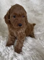 Lydia, a female Goldendoodle for sale in Atmore, AL – 2 of 10