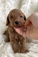 Lydia, a female Miniature Goldendoodle for sale in Atmore, AL – 4 of 10