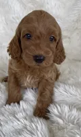 Ruth, a female Goldendoodle for sale in Atmore, AL – 3 of 10